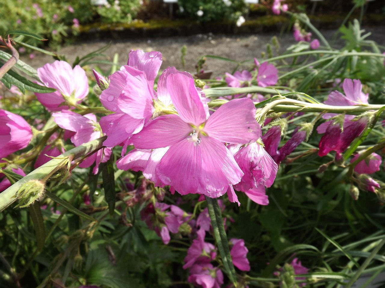 Изображение особи Sidalcea malviflora.