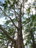 Taxodium distichum