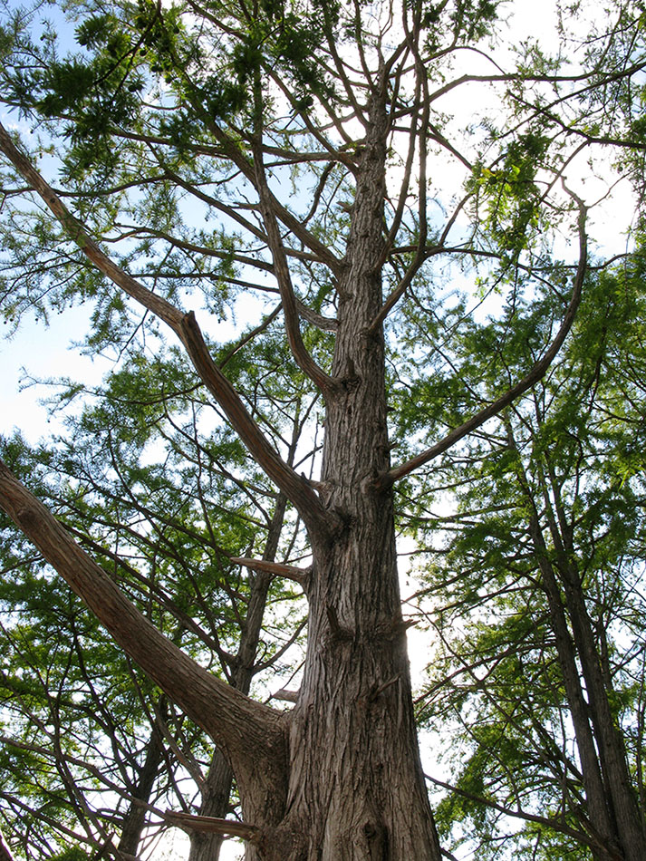 Image of Taxodium distichum specimen.