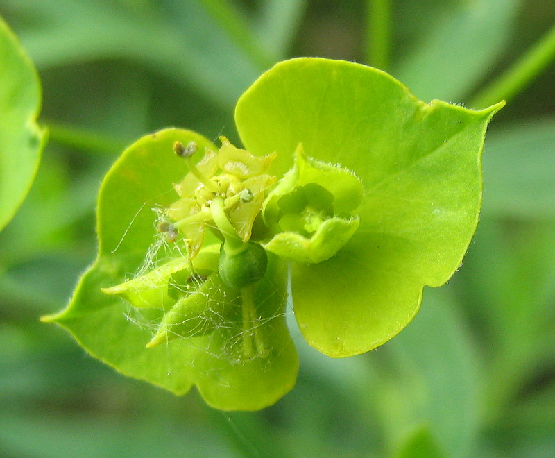 Image of Euphorbia virgata specimen.
