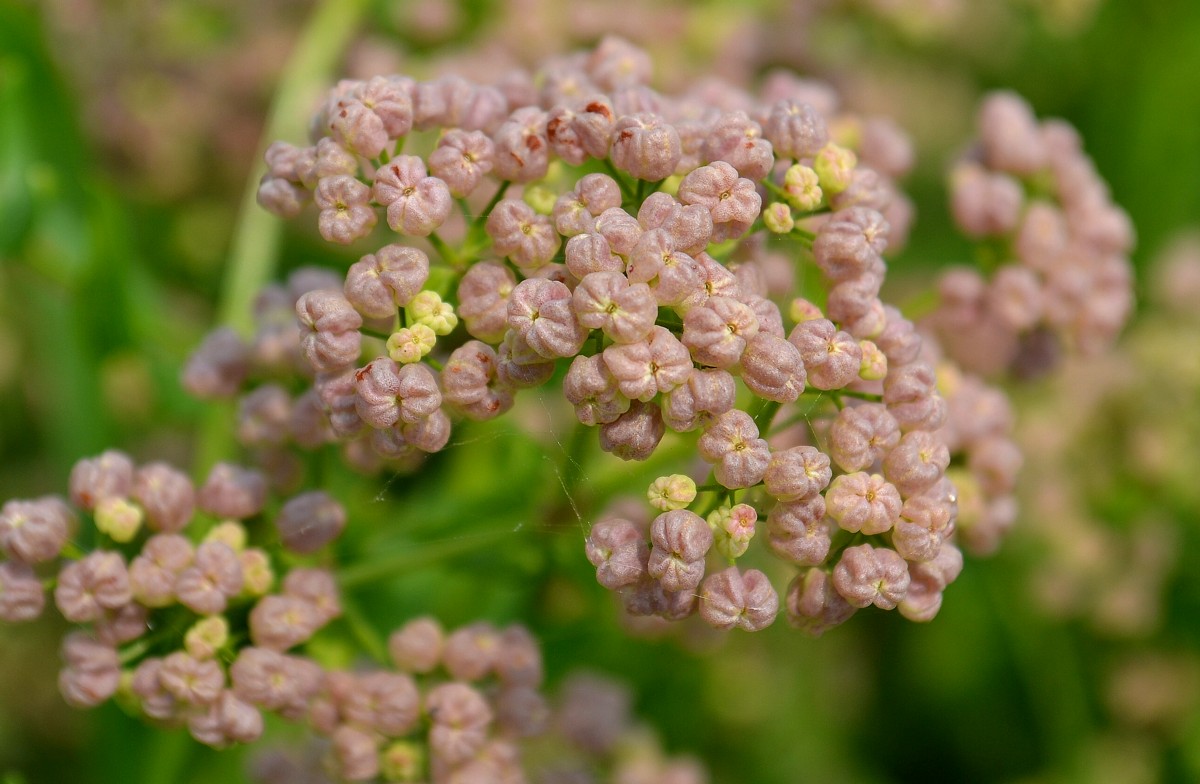 Изображение особи Galium physocarpum.