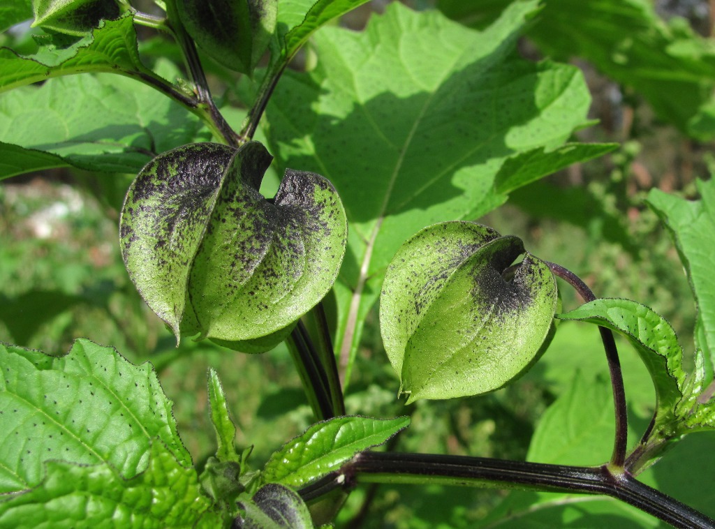 Image of Nicandra physalodes specimen.