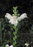 Physostegia virginiana