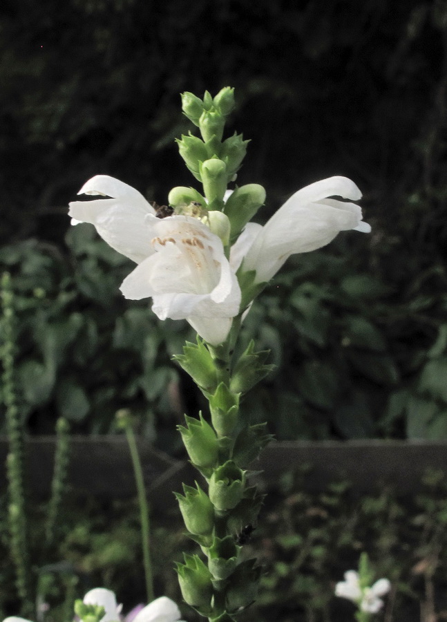 Изображение особи Physostegia virginiana.