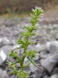 Salsola tragus