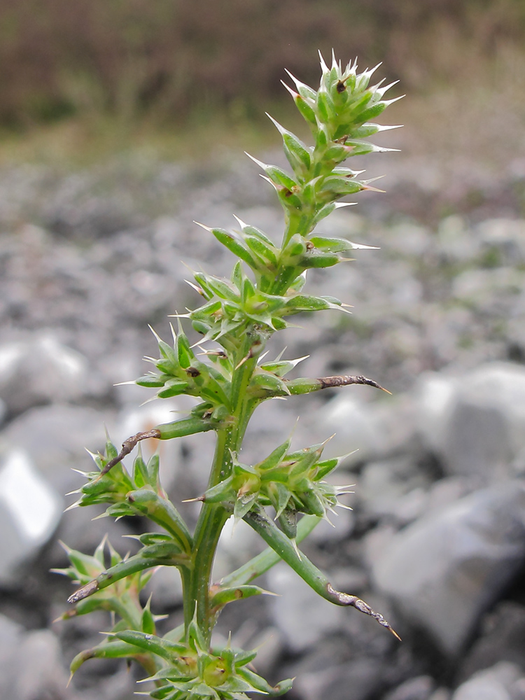 Изображение особи Salsola tragus.