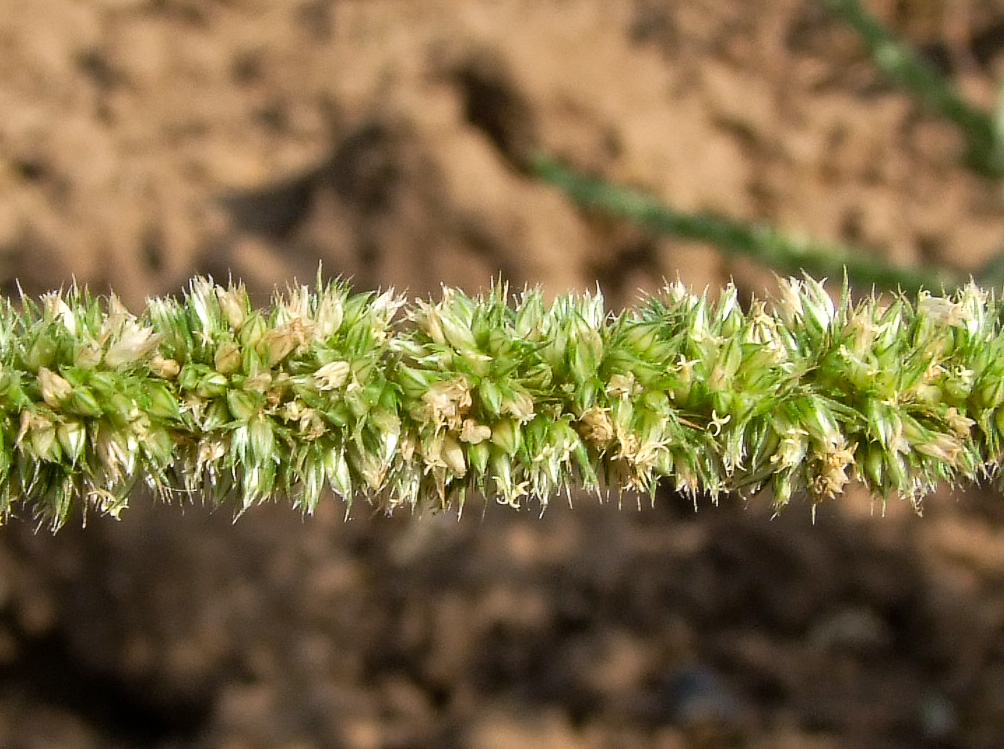 Изображение особи Amaranthus palmeri.