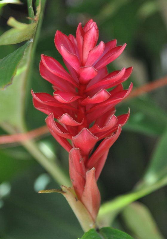 Image of Alpinia purpurata specimen.