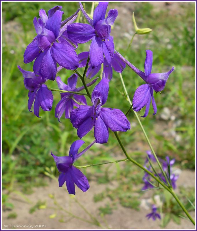 Изображение особи Delphinium consolida.