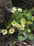 Saxifraga sibirica