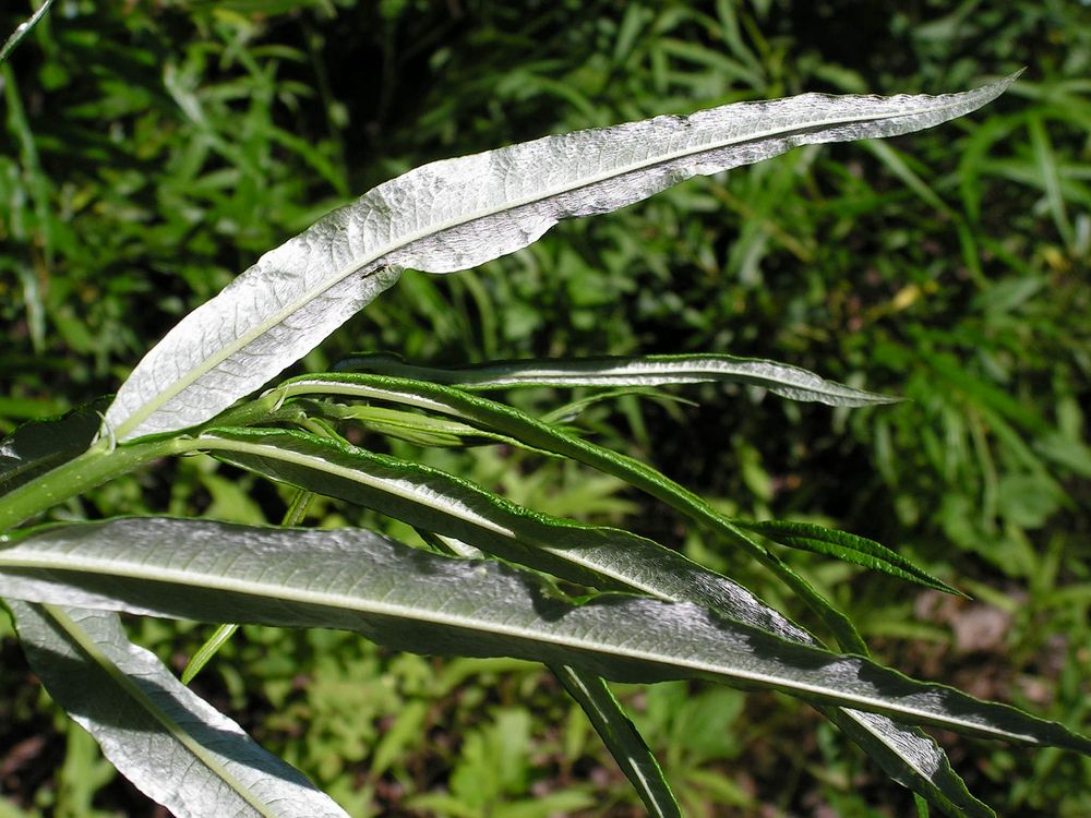 Image of Salix schwerinii specimen.