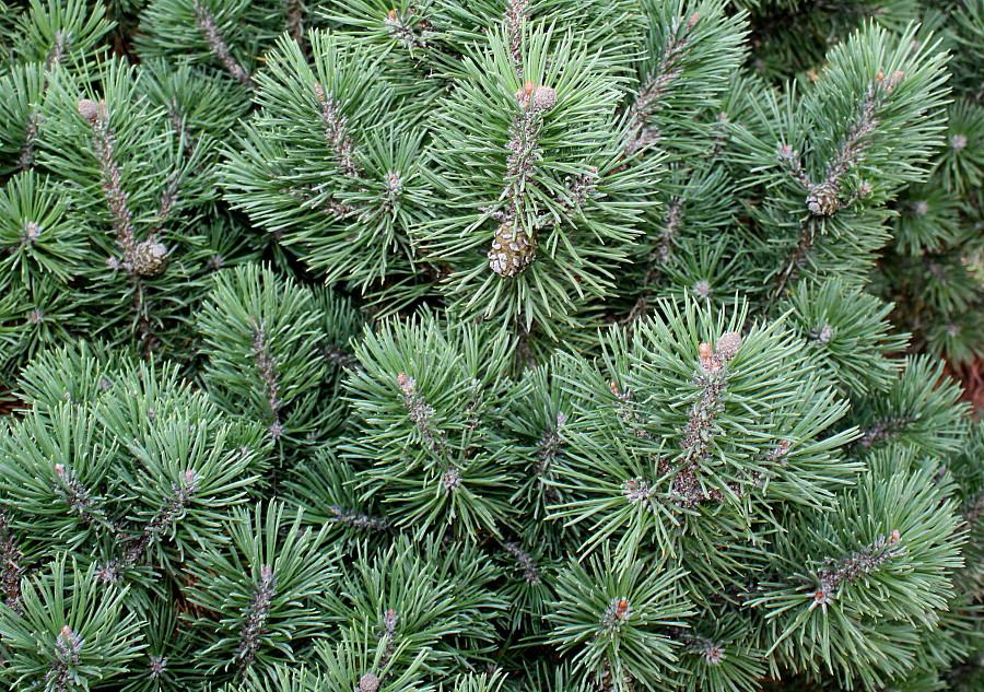 Изображение особи Pinus mugo.