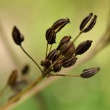 Carum carvi. Зрелые плоды (сильно увеличено). Санкт-Петербург, конец июля.