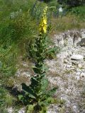 Verbascum phlomoides