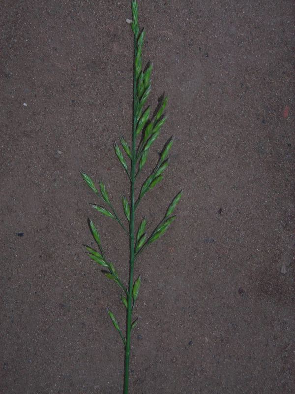 Изображение особи Festuca pratensis.