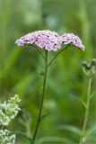 Achillea millefolium. Верхушка цветущего растения. Ленинградская обл., Ломоносовский р-н, окр. дер. Низино. 21.07.2012.