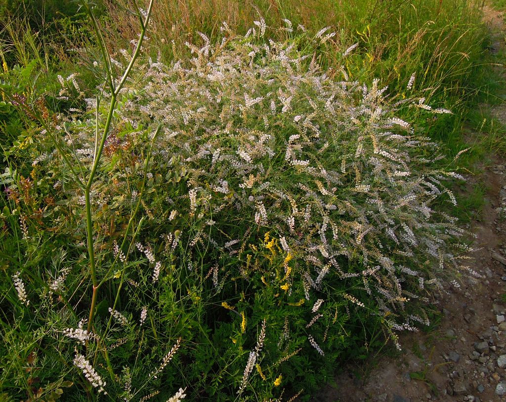 Изображение особи Astragalus melilotoides.