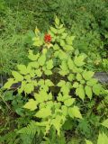 Actaea erythrocarpa. Растение с плодами. Иркутская обл., предгорья Хамар-Дабана, долина реки Слюдянка. 08.08.2013.