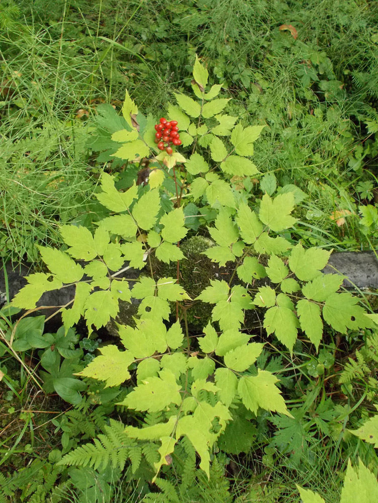 Изображение особи Actaea erythrocarpa.