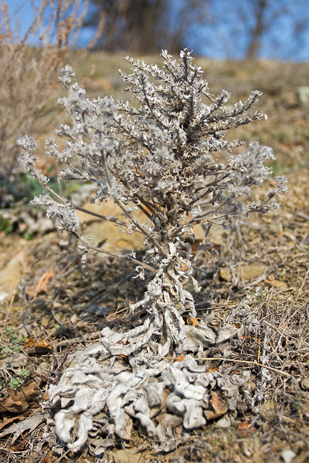 Image of Echium biebersteinii specimen.