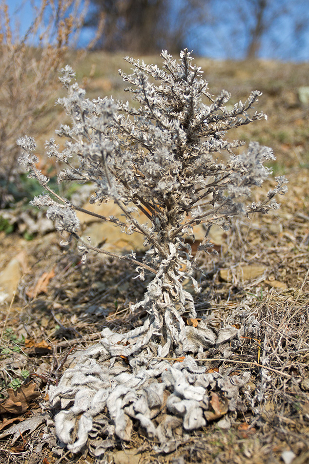 Изображение особи Echium biebersteinii.