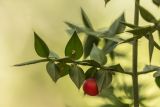 Ruscus aculeatus