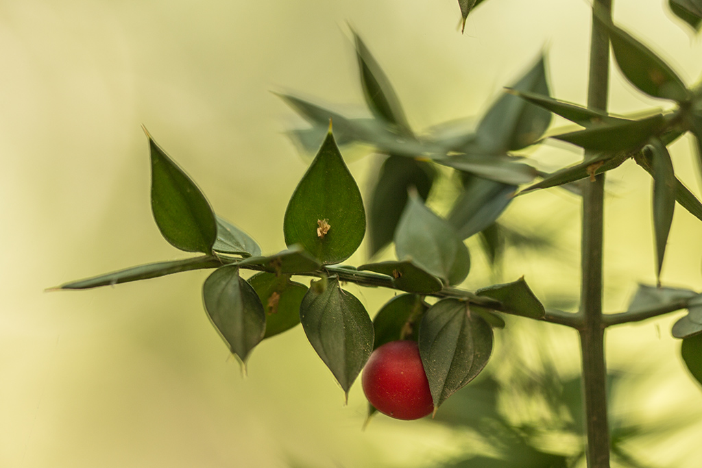 Image of Ruscus aculeatus specimen.