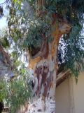 Eucalyptus camaldulensis. Часть ствола и кроны взрослого дерева. Греция, Крит, ном Ханья, Георгиуполис, в озеленении улицы. 17 августа 2012 г.