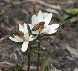 Anemone altaica