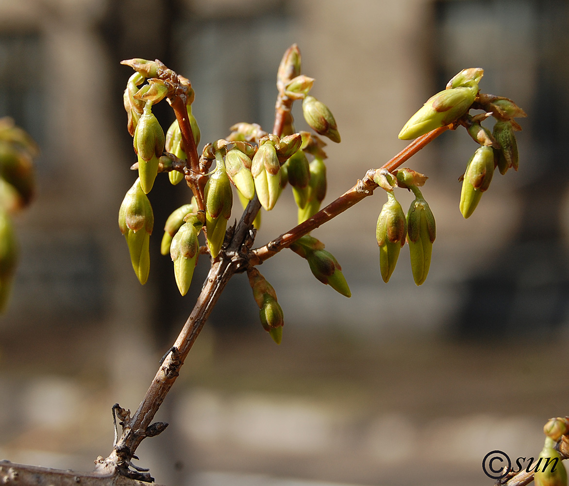 Изображение особи Forsythia europaea.