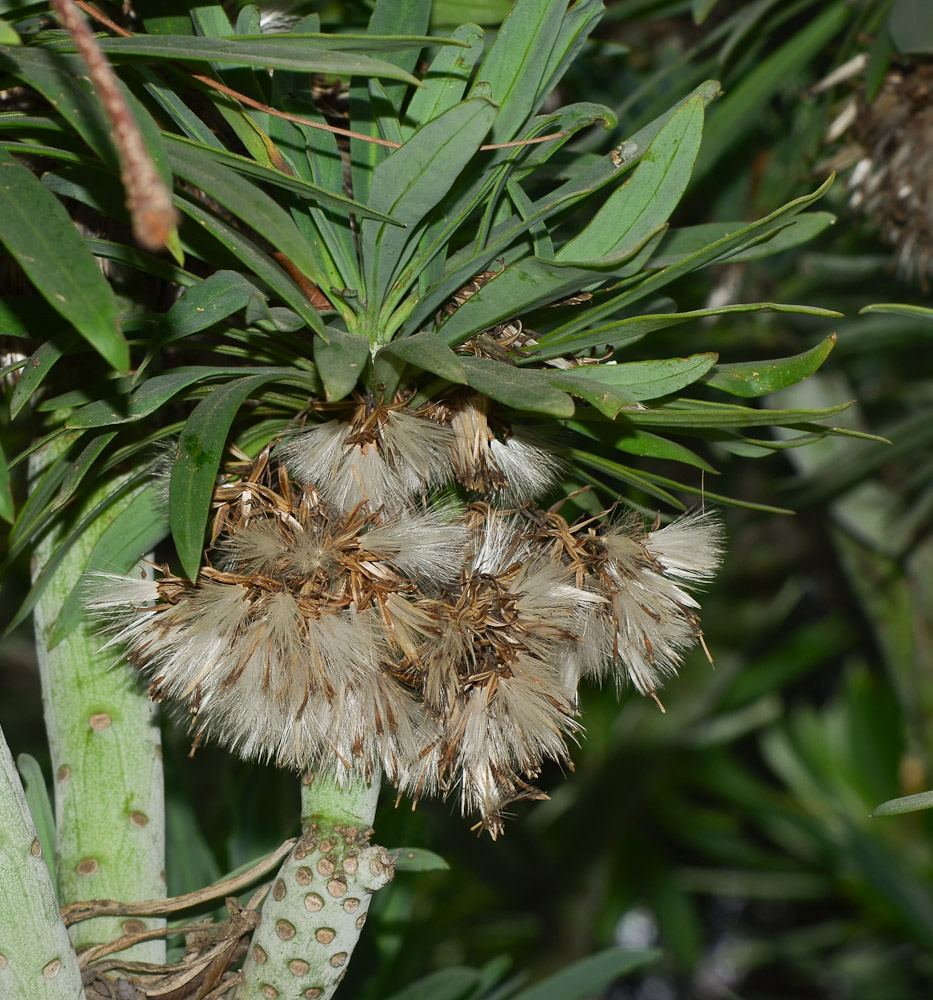 Image of Kleinia neriifolia specimen.