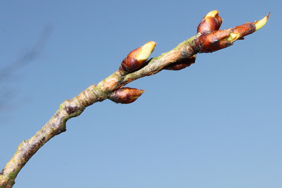 Изображение особи Prunus serrula.