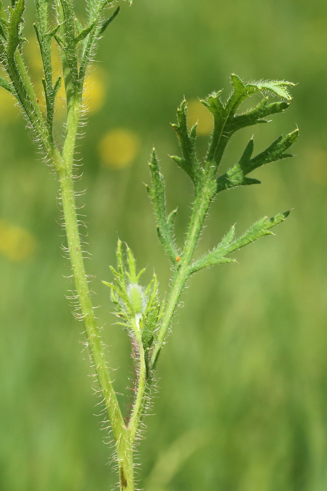 Image of Papaver stevenianum specimen.