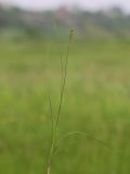 Juncus gerardi