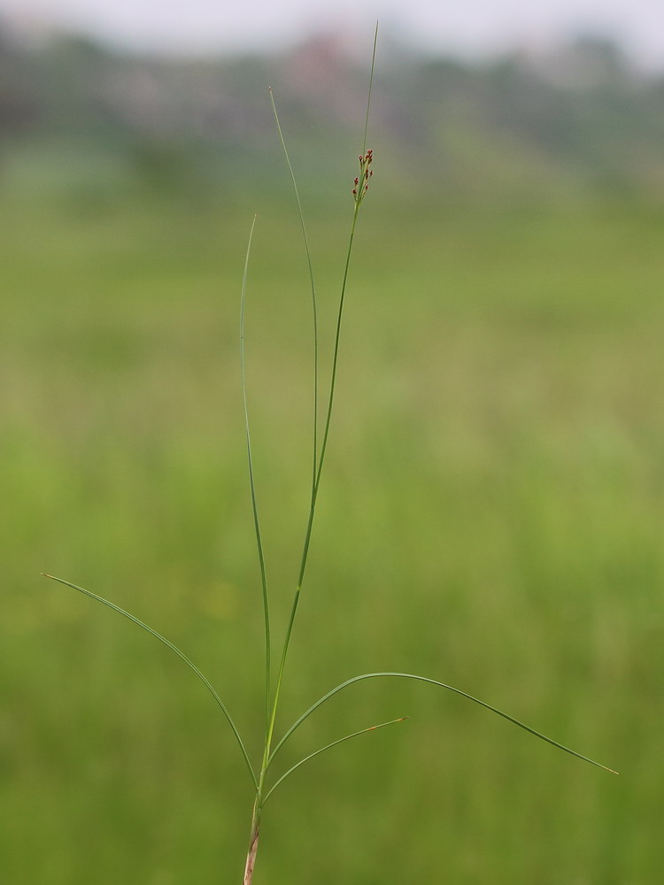 Изображение особи Juncus gerardi.