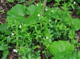 Asperula caucasica. Цветущие растения. Краснодарский край, Апшеронский р-н, окр. пос. Мезмай, Гуамское ущелье. 01.05.2014.