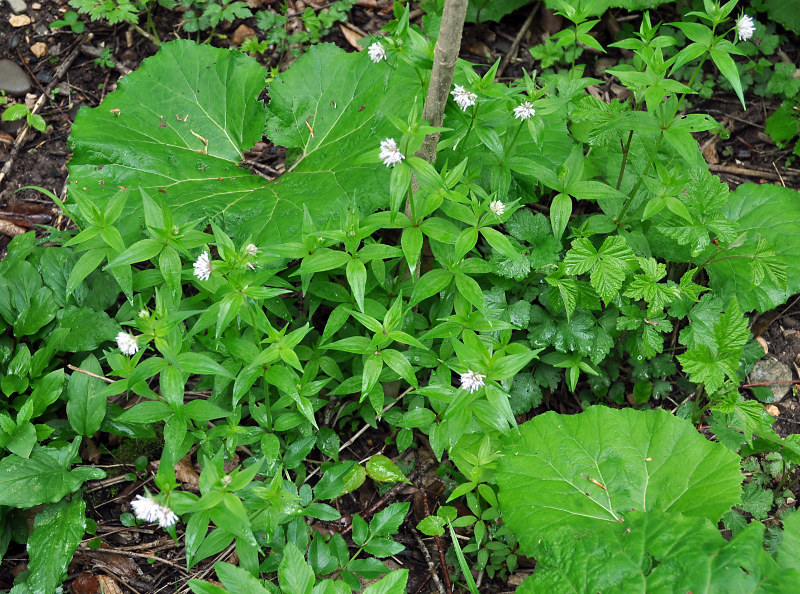 Image of Asperula caucasica specimen.