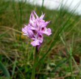 Image of taxon representative. Author is Валентина Фатерыга