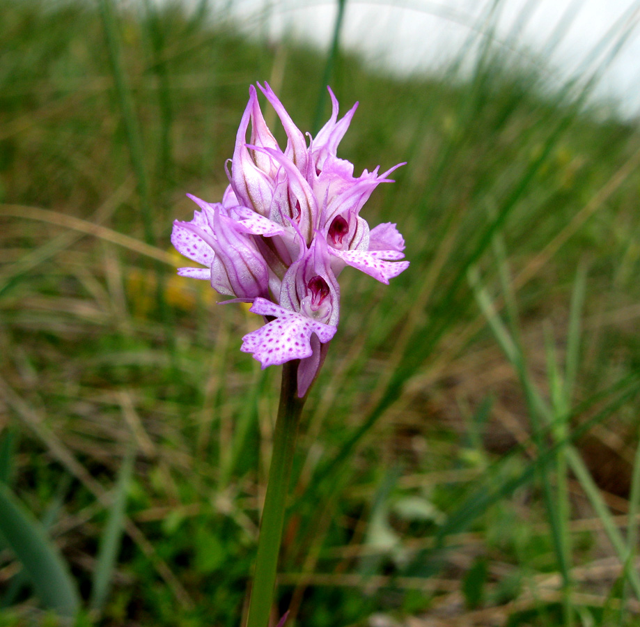 Изображение особи Neotinea tridentata.