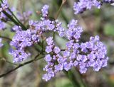 Limonium gmelinii