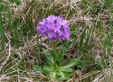 Primula algida