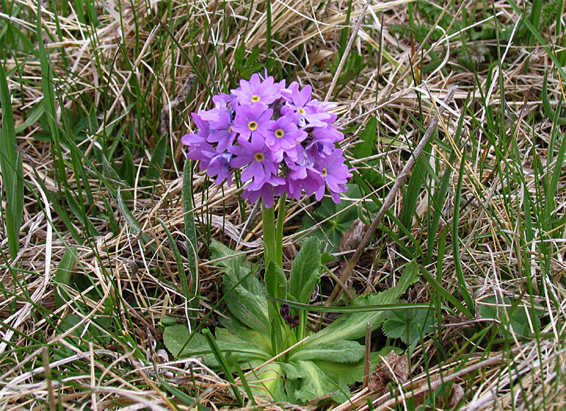 Image of Primula algida specimen.