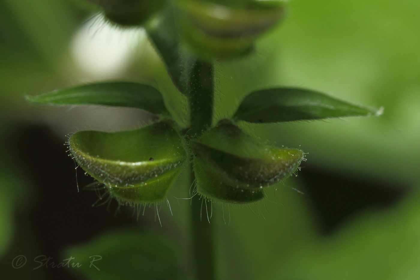 Image of Scutellaria altissima specimen.