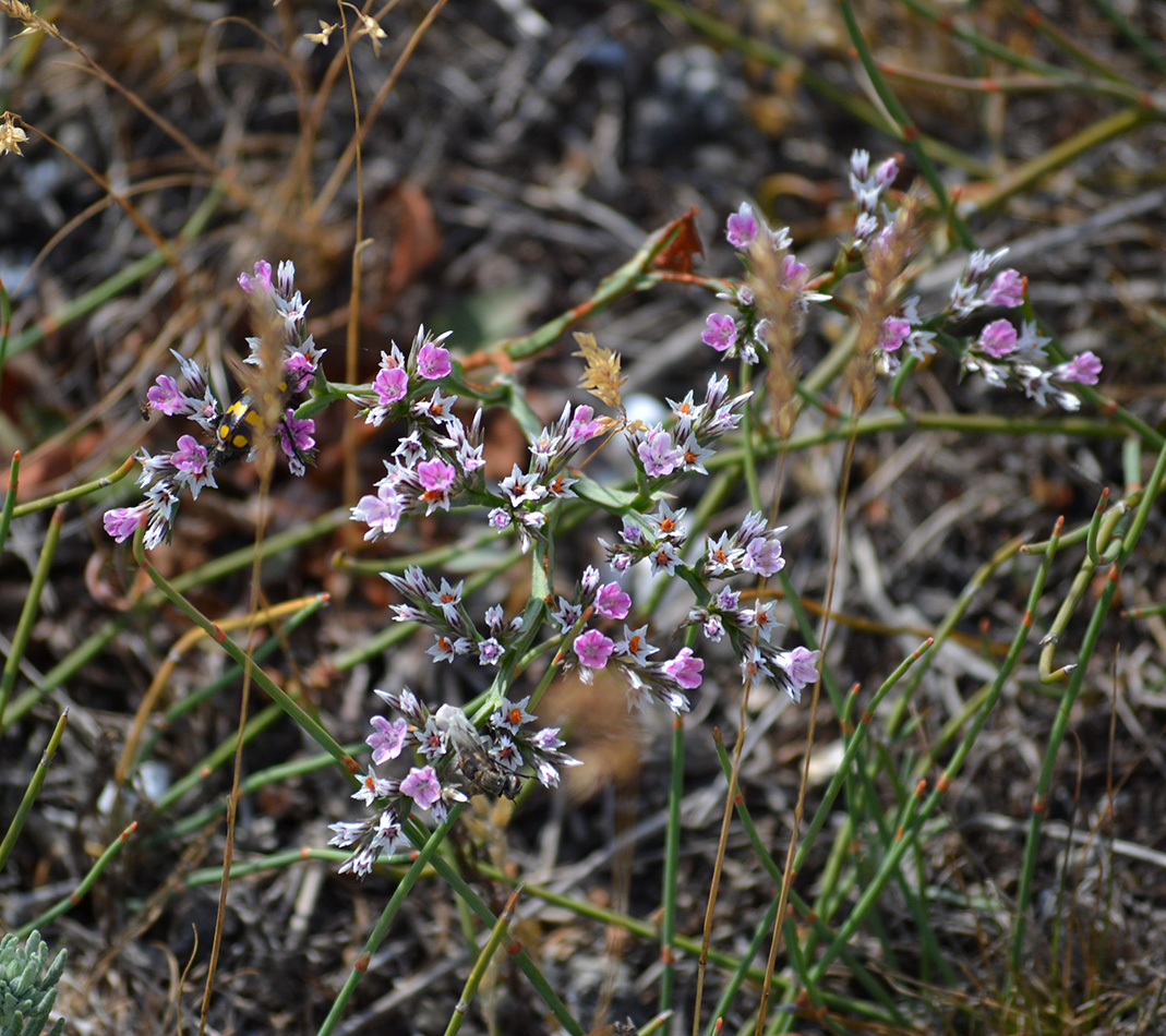 Image of Goniolimon tauricum specimen.