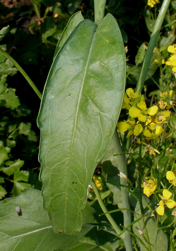 Изображение особи Brassica juncea.