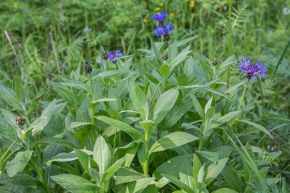 Image of Centaurea montana specimen.