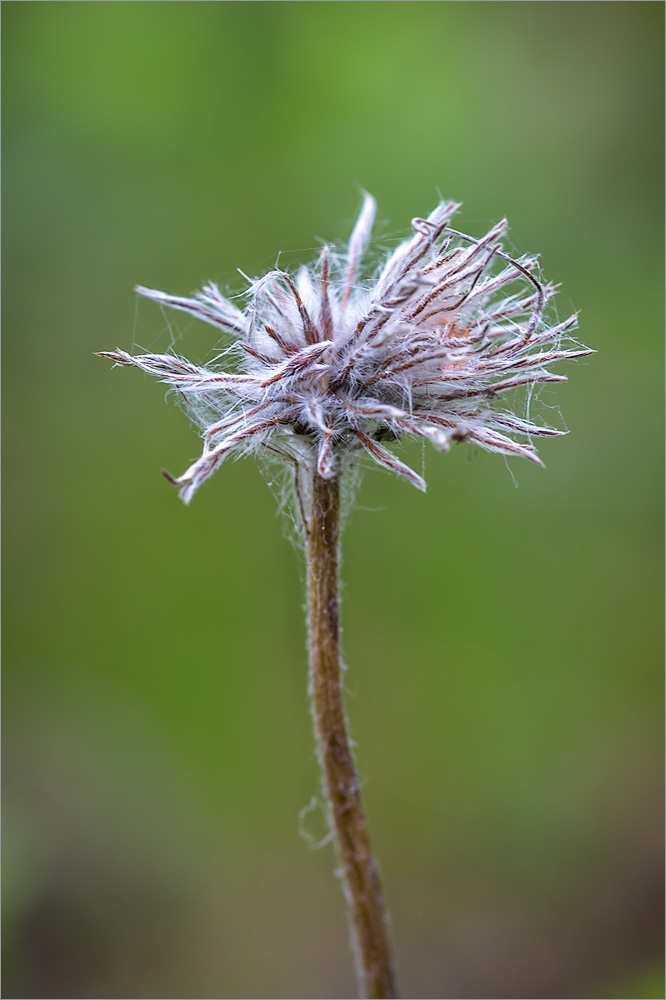 Изображение особи Pulsatilla patens.