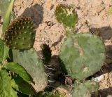 Opuntia