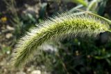 Setaria viridis