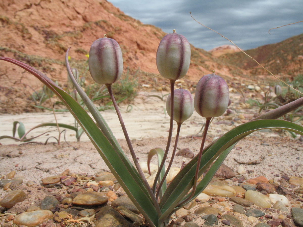 Изображение особи Tulipa biflora.
